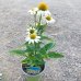 Echinacea purpurová (Echinacea pupurea) ´PRIMADONNA WHITE´® , kont. C1.5L
